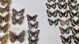 Een collectie opgeprikte vlinders - primair