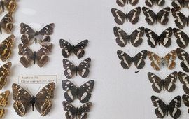 Matijs Moree Een collectie opgeprikte vlinders - primair