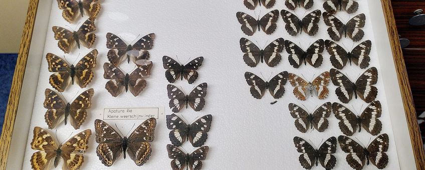 Een collectie opgeprikte vlinders - primair