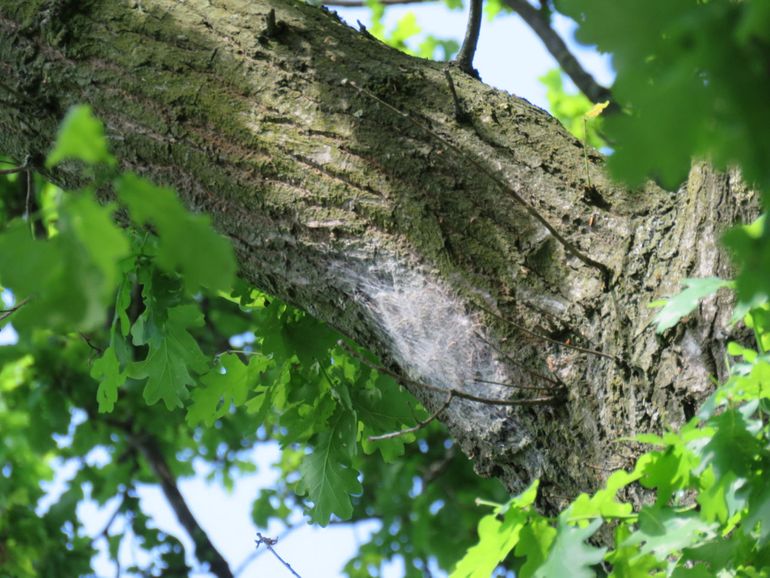 Rupsen in vierde larve stadium – beginnend met nestvorming