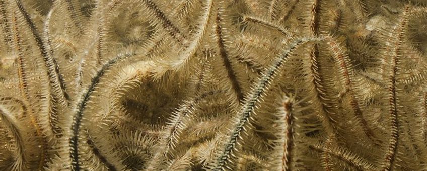 Brokkelsterren bedekken lokaal massaal de Oosterschelde bodem en verdringen daar andere soorten zeedieren.