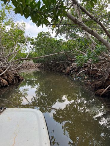 Mangrove op Bonaire