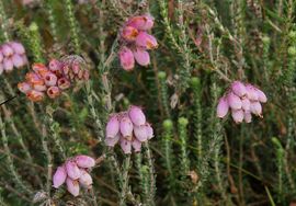 Saxifraga-Hans Dekker Erica tetralix, Dopheide, cross leaved heath