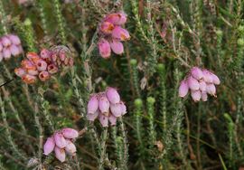 Erica tetralix, Dopheide, cross leaved heath