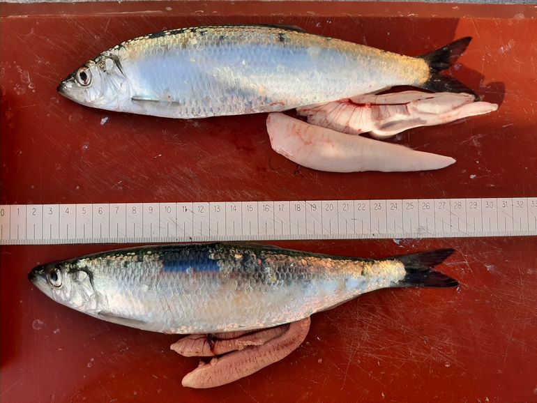 Paairijpe haringen in de Waddenzee