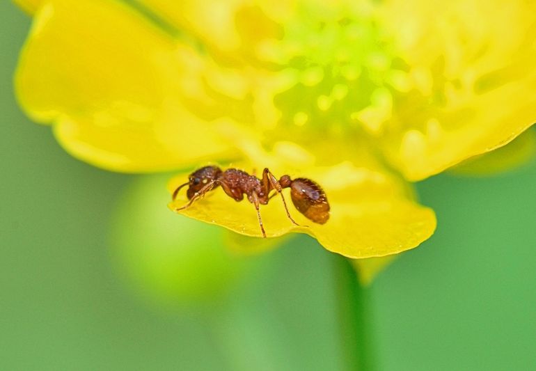 Mieren zoeken vaak naar luizen, want die produceren het zoete honingdauw. En mieren houden van zoet