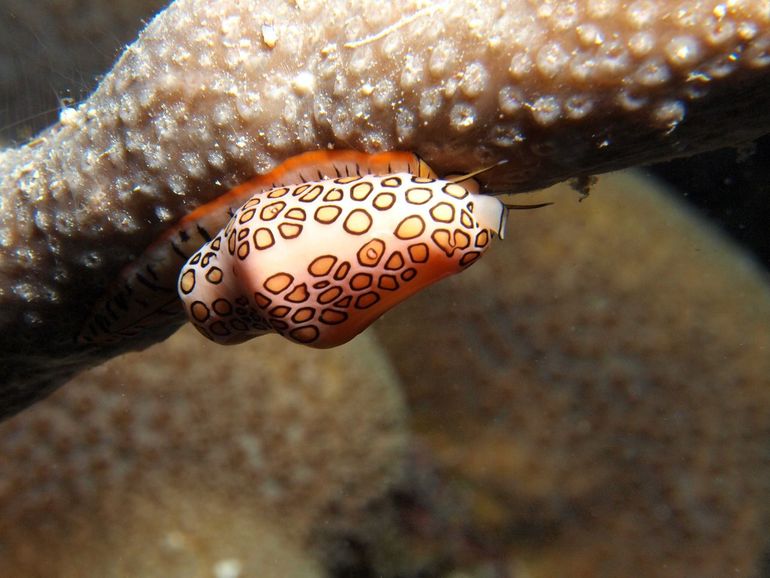 Het koraal bij de zes eilanden is meer dan gehalveerd sinds de jaren 80. Ook de soorten die erop leven, zoals deze flamingotong (Cyphoma gibbosum), een zeeslak, hebben daar last van