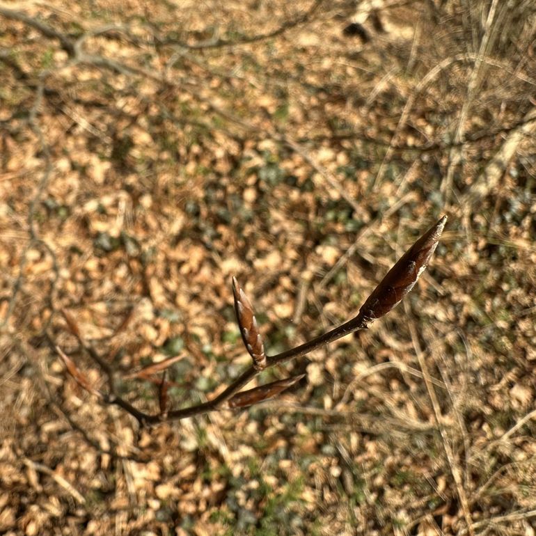 De knoppen van de beuk hebben een spitse, scherpe top