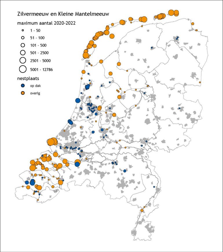 Bekende kolonies van zilvermeeuw en kleine mantelmeeuw in Nederland in 2020-2022, met onderscheid naar 'dakkolonie' en 'natuurlijke' nestplaats