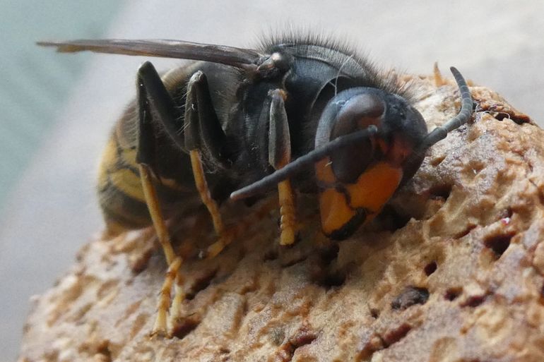 Belangrijke kenmerken van de Aziatische hoornaar: zwart borststuk, zwarte kruin, zwarte poten met gele tarsen en oranjegeel kopschild (clypeus)
