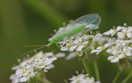 Het goudoogje (Chrysoperla carnea s.l.)