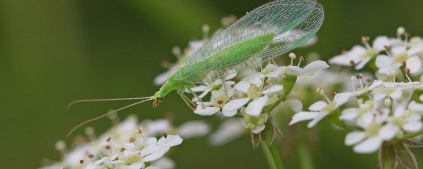 Het goudoogje (Chrysoperla carnea s.l.)