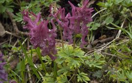 Vingerhelmbloem Saxifraga