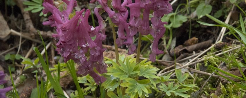 Vingerhelmbloem Saxifraga