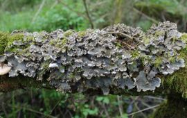 Ruig leermos (Peltigera praetextata) op een horizontale tak in het wilgenvloedbos Ottergriend in de Sliedrechtse Biesbosch (2017).