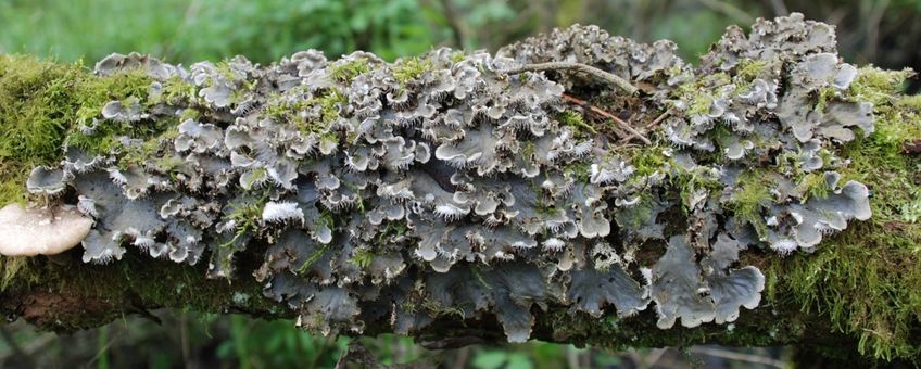 Ruig leermos (Peltigera praetextata) op een horizontale tak in het wilgenvloedbos Ottergriend in de Sliedrechtse Biesbosch (2017).