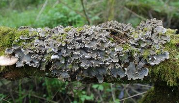 Ruig leermos (Peltigera praetextata) op een horizontale tak in het wilgenvloedbos Ottergriend in de Sliedrechtse Biesbosch (2017)