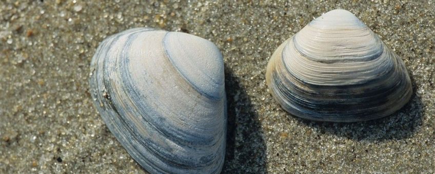 halfgeknotte strandschelp