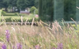 Natuurdak NIOO met orchideeën