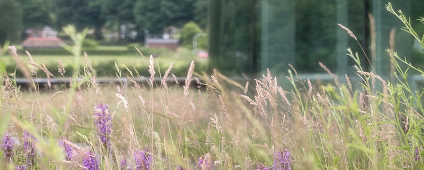 Natuurdak NIOO met orchideeën