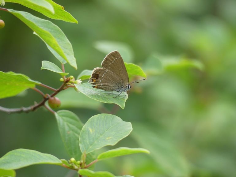 Bruine eikenpage op zoek naar nectar op een vuilboom