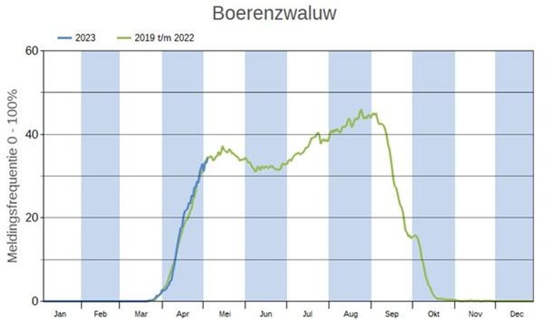 De aankomst van de boerenzwaluw verloopt dit jaar heel gemiddeld. De trefkans in procenten tijdens ongeveer een uur vogels kijken is in 2023 (blauwe lijn) vergelijkbaar met het gemiddelde uit 2019-2022