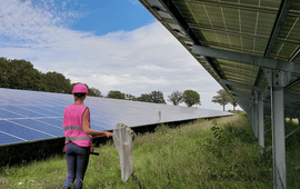 Timea Kocsis (voor eenmalig gebruik) Onderzoeker telt soorten in zonnepark