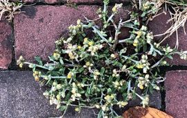 Hanneke Jelles Droogbloem als tredplant