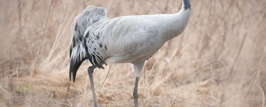 (Eenmalig gebruik)  Kraanvogel