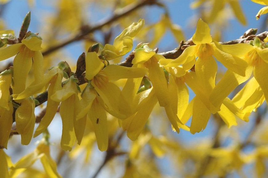 Forsythia intermedia, Forsythia