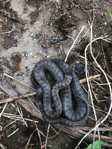 Figuur 4. Volwassen gladde slang midden op de noordelijke spoorpassage. Dit dier is een maand later in de berm van de A12 gevonden 