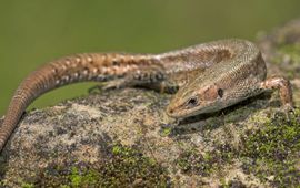 Jelger Herder Volwassen levendbarende hagedis