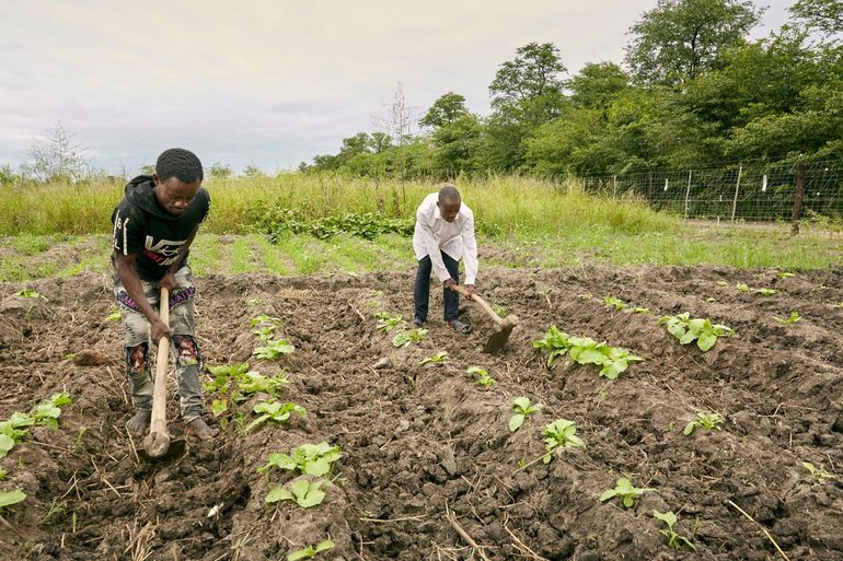 Boeren Lawrence Peyala (rechts) en Leonard Mack (links) bereiden hun veld voor op het besproeien van hun mosterdzaadplanten in Chikolongo, Malawi.