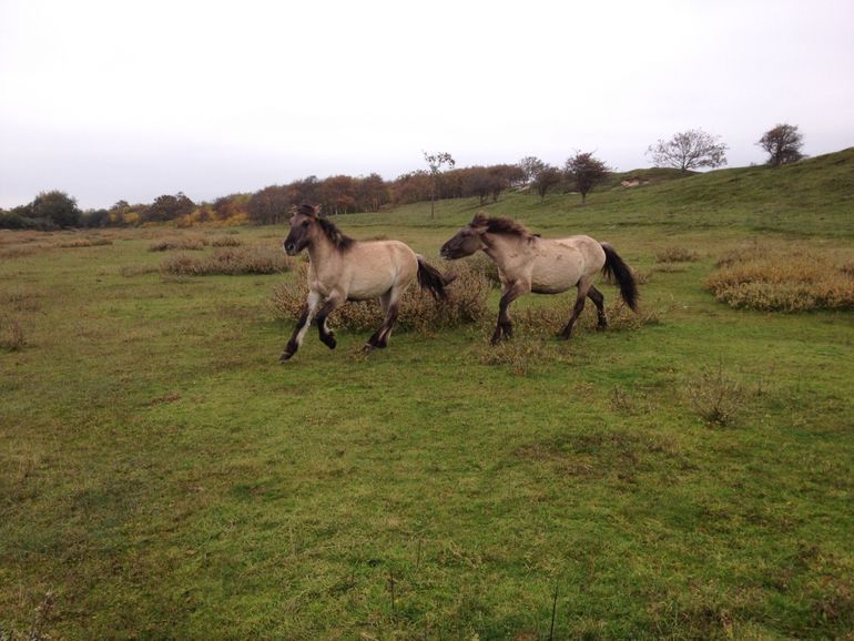 De grootste sporen ontstaan als de bodem nat is en de paarden eroverheen rennen, of beter nog, met elkaar stoeien