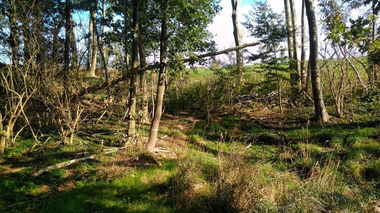 De grote bosmuis houdt zich het liefst op in de kern van wat oudere bossen, maar lijkt in Nederland steeds minder kieskeurig te worden
