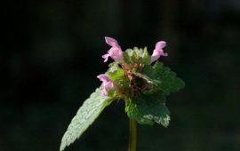 Lamium purpureum. Paarse dovenetel