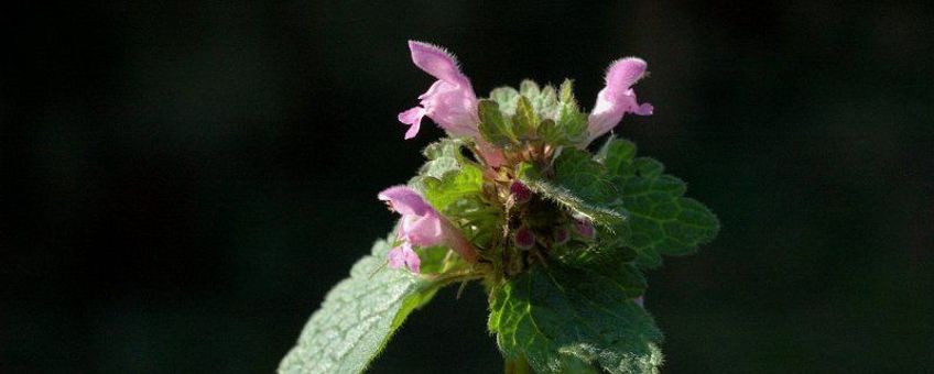 Lamium purpureum. Paarse dovenetel