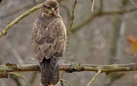 Dieder Plu Buizerd