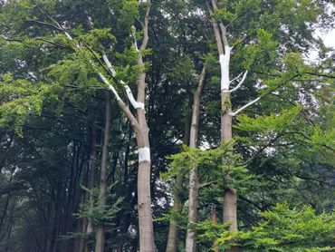 Beuken ingepakt tegen zonnebrand