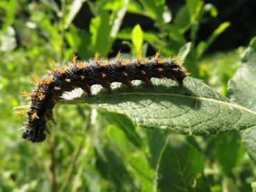 Volgroeide rups grote vos