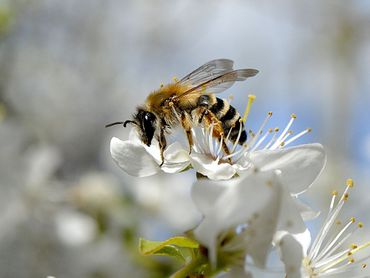 Wilde bijen (hier een grasbij) vormen een schakel tussen natuur en landbouw
