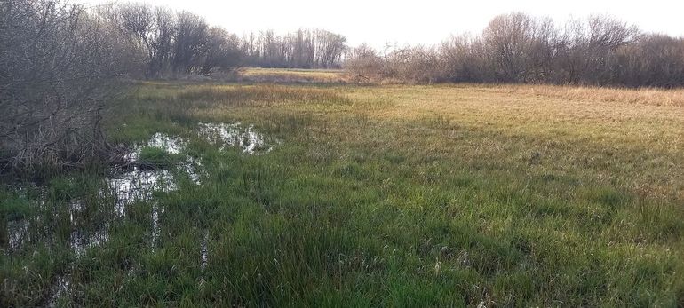 Grondwater komt boven de grond in het beekdal van De Dommelbeem