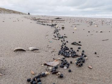 Een lang lint van plastic bio-korrels zichtbaar in de vloedlijn op Texel