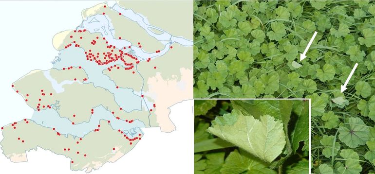 Kaartje links: de rupsenwaarnemingen in Zuidwest-Nederland. Je ziet dat een gerichte zoektocht vele rupsenvondsten op kan leveren. Foto rechts met inzet: samengesponnen bladeren waarin de rupsen overdag verscholen zitten