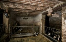 René Janssen Ingekorven Vleermuizen jagend in koeienstallen