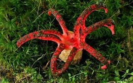 Inktviszwam
Clathrus archeri
H.A.Huijser