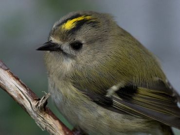 Alle natuurfoto's zijn welkom op Wikimedia, ook vogels zoals deze goudhaan