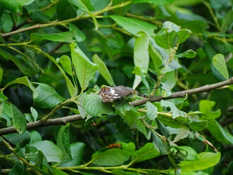 Grote weerschijnvlinder op een boswilg