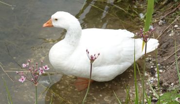 Gans en zwanenbloem