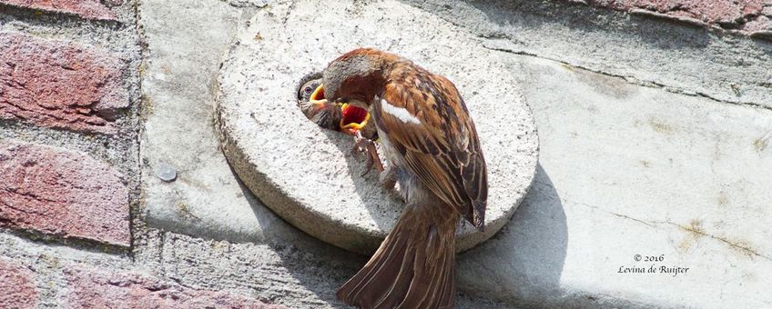 Neststeen huismus